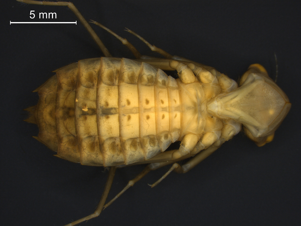 Leucorrhinia pectoralis